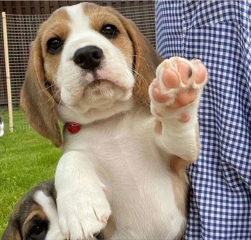 狗粮？性价比高的狗粮推荐开元棋牌比格犬一天吃多少(图4)